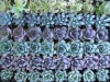 residential succulent green wall