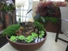 indoor-container-gardening