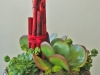 succulents_red_bamboo